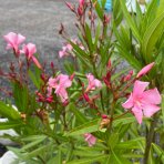 Oleander obyčajný (Nerium oleander) RUŽOVÝ – výška 150–170 cm, obvod kmeňa 8/10 cm, kont. C18L, na kmienku